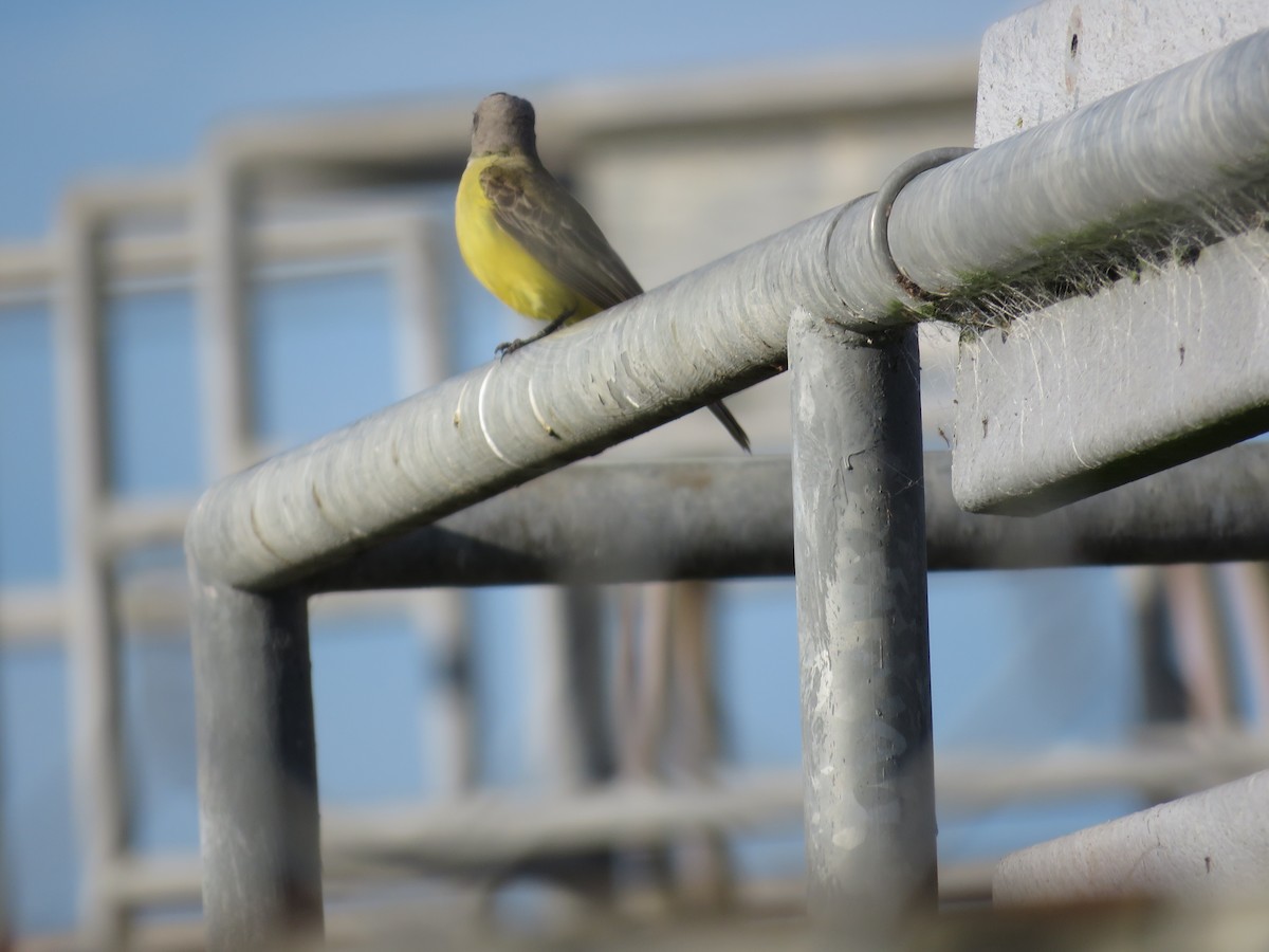 Tropical Kingbird - ML646216484