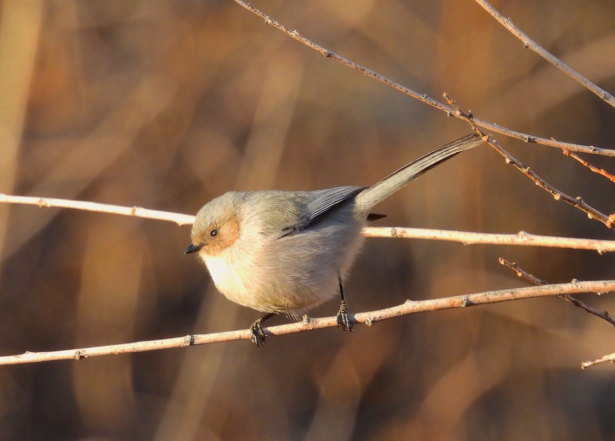 Bushtit - ML646216492