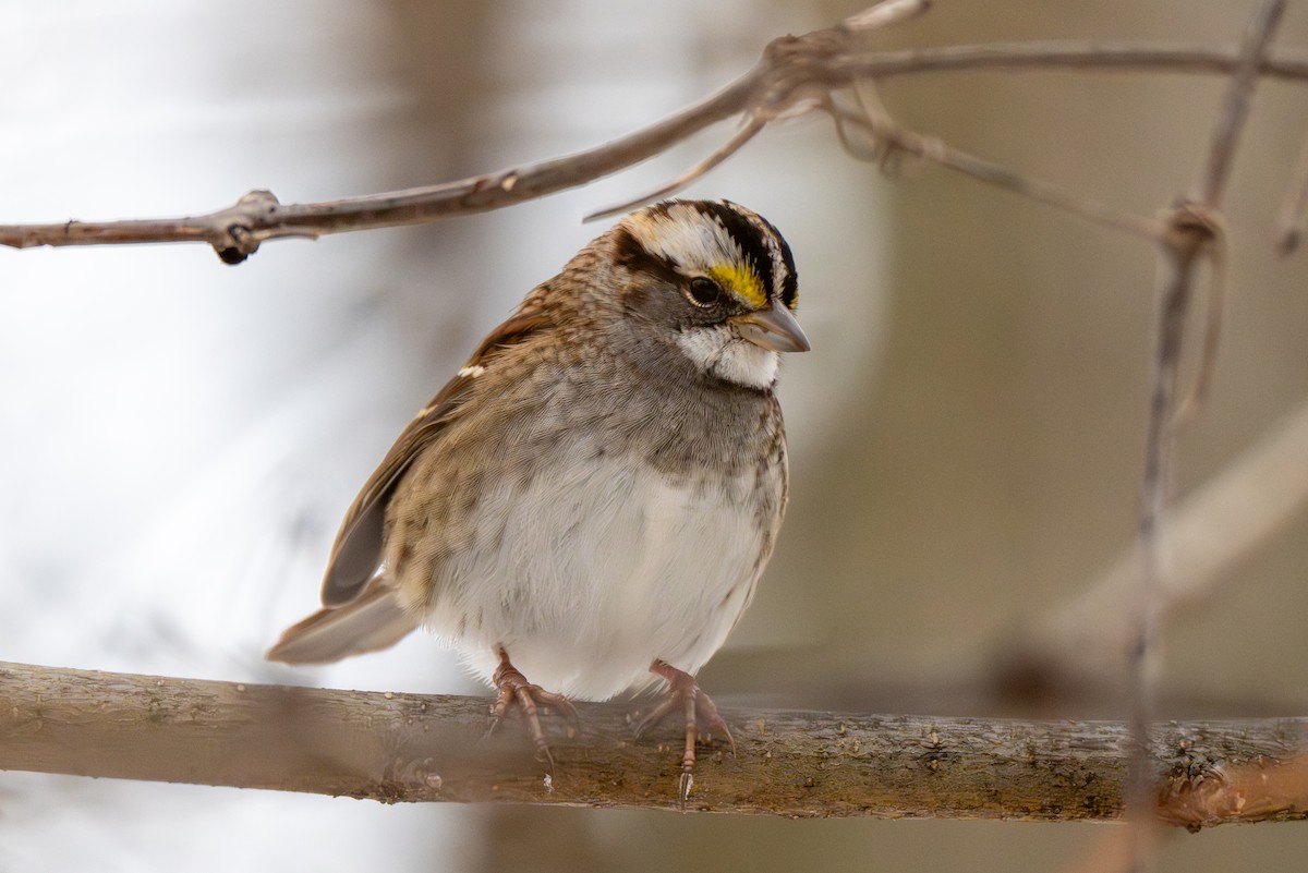 White-throated Sparrow - ML646216493