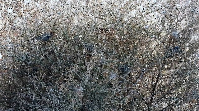 Mito Sastrecillo - ML646216501