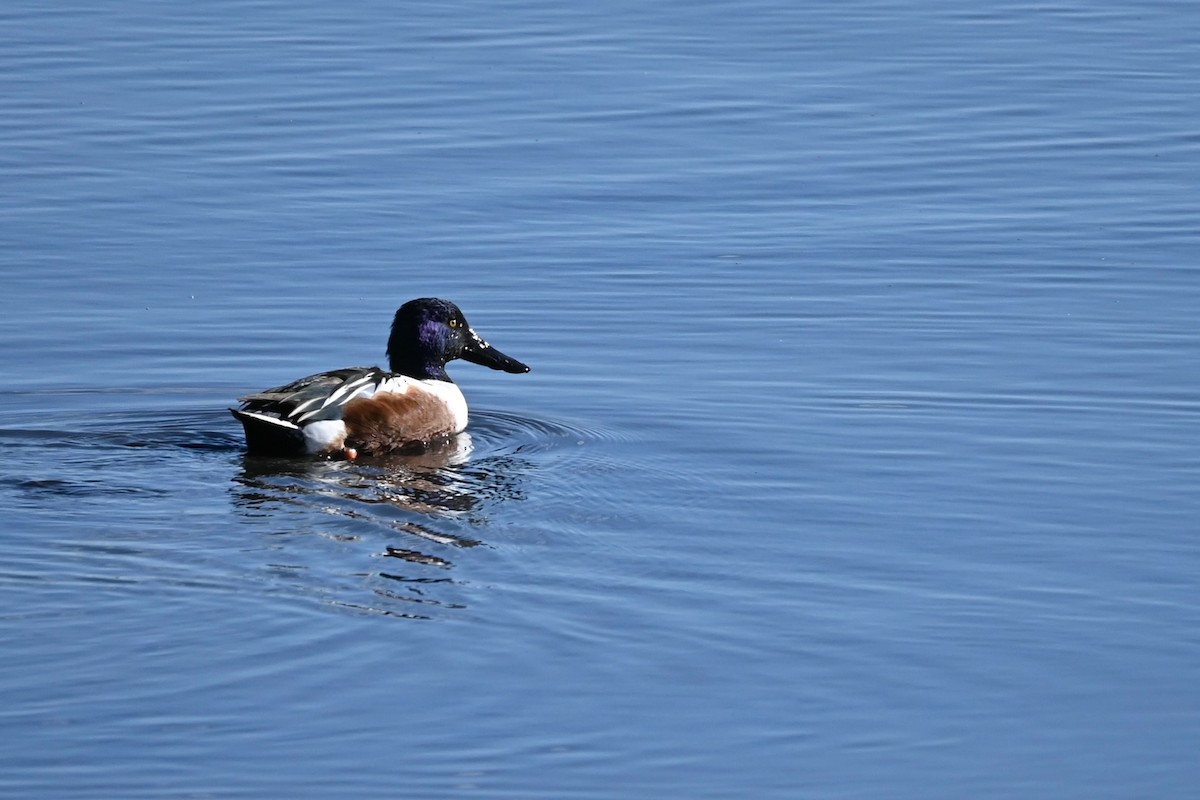 Northern Shoveler - ML646216503