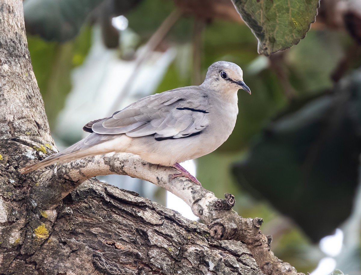 holoubek pikui - ML646216504