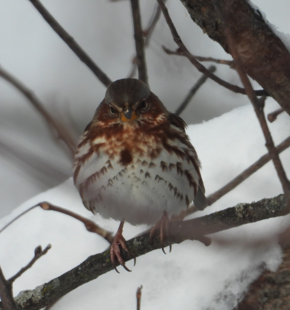 Fox Sparrow - ML646216505