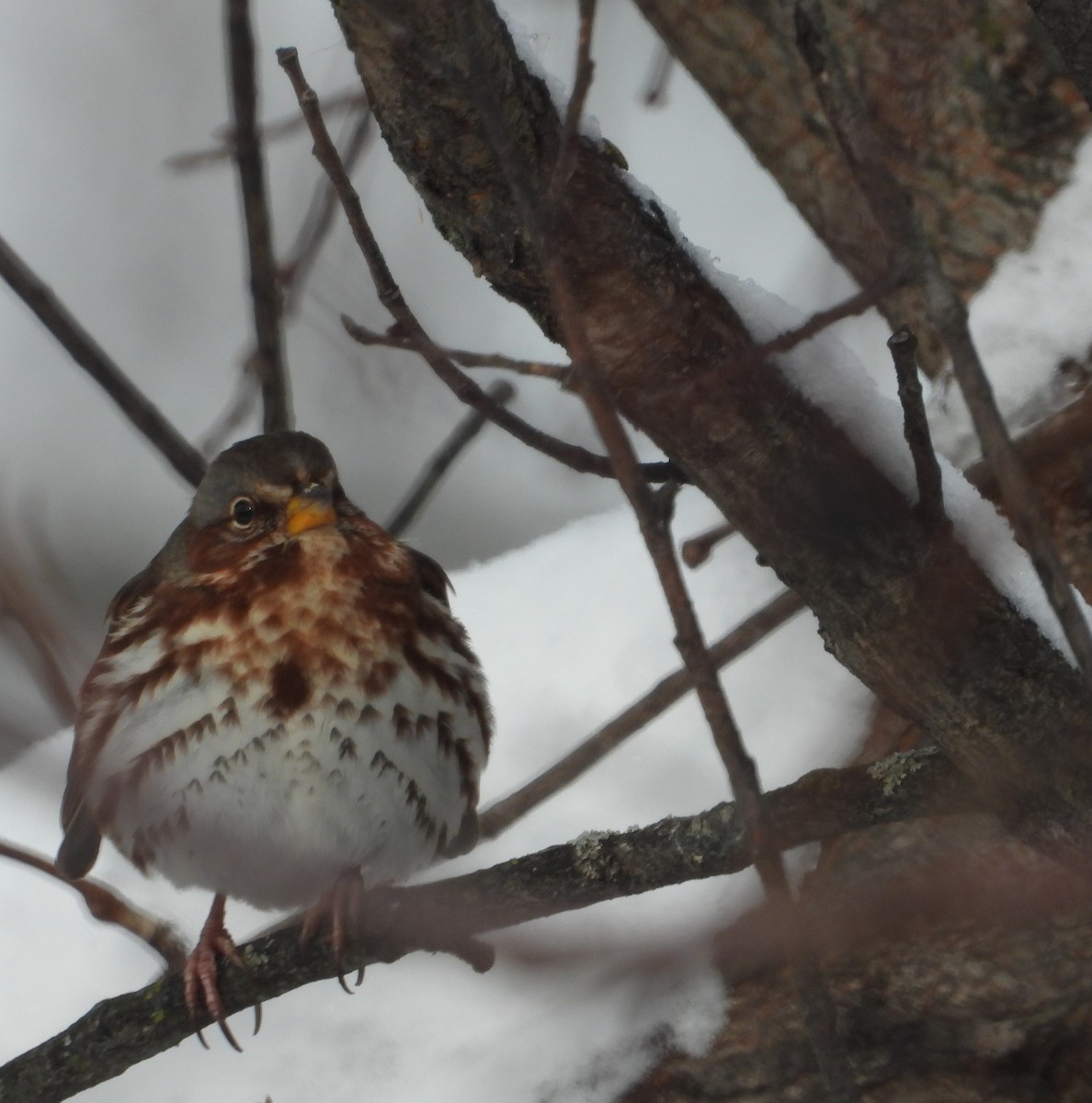 Fox Sparrow - ML646216506