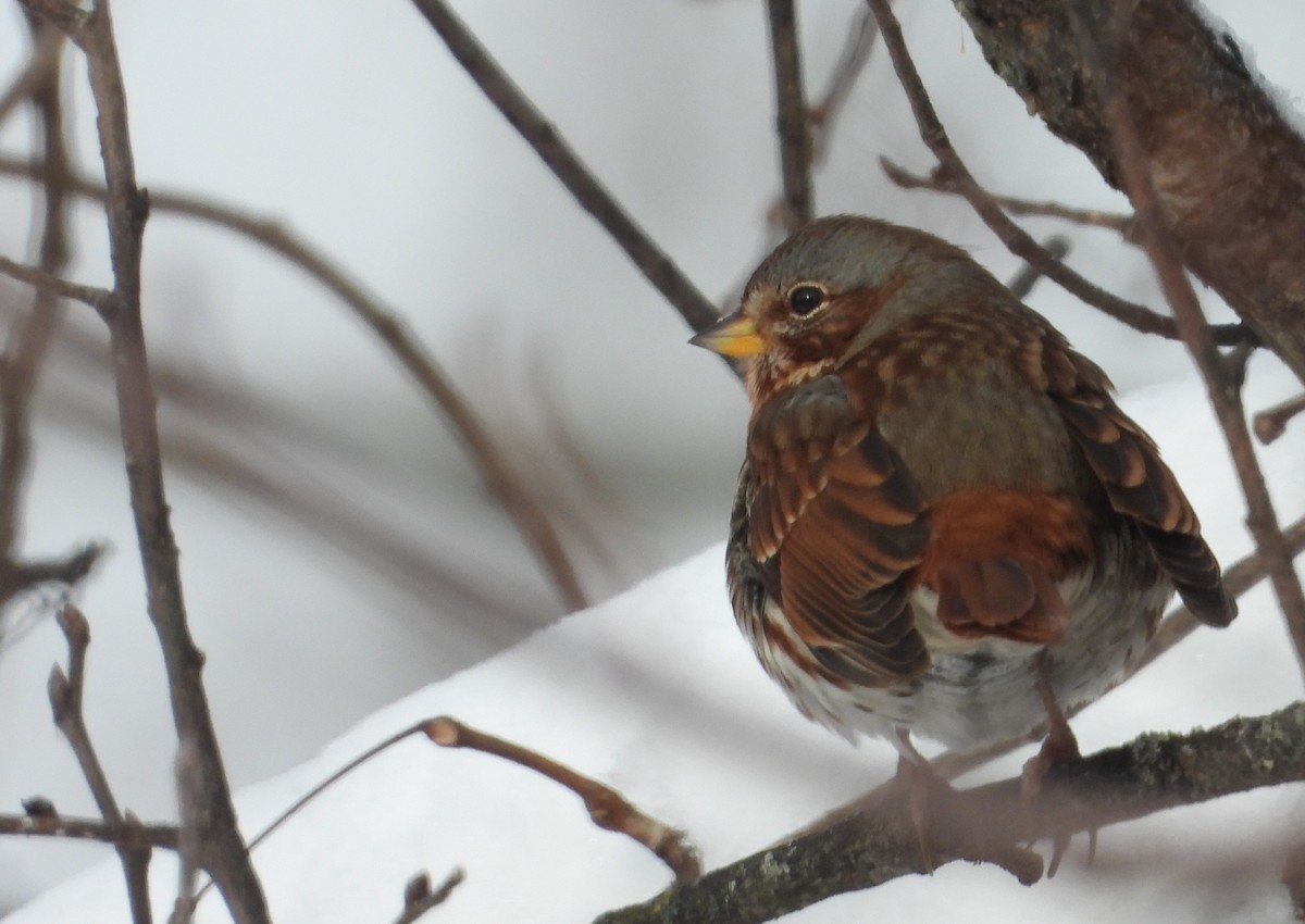 Fox Sparrow - ML646216507
