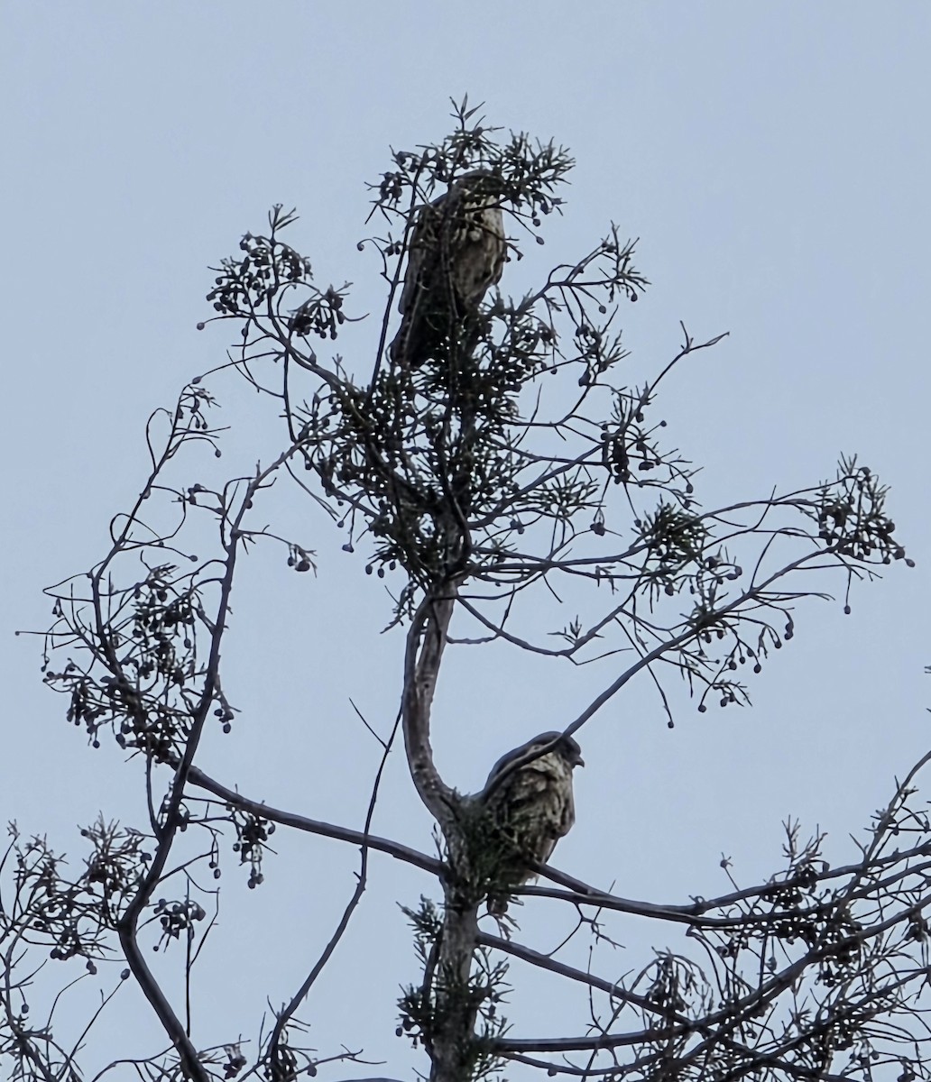 Red-tailed Hawk - ML646216509