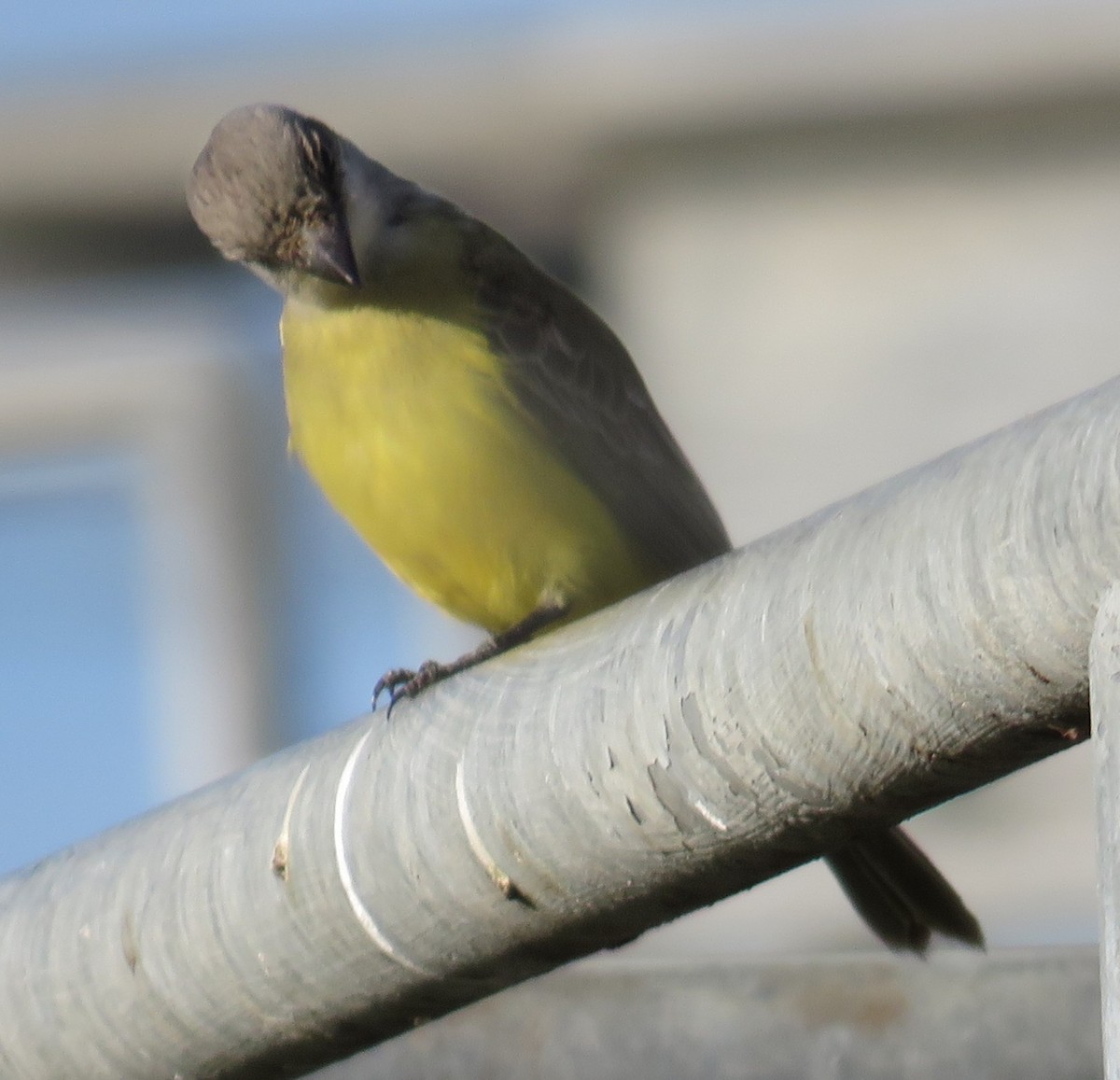Tropical Kingbird - ML646216514