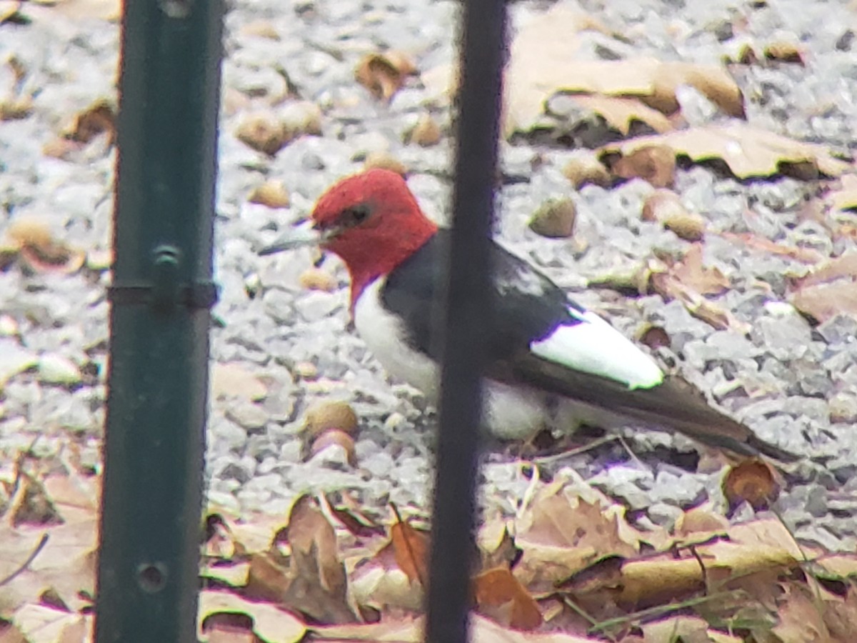 Red-headed Woodpecker - ML646216515