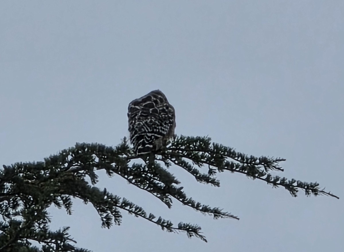 Red-shouldered Hawk - ML646216517