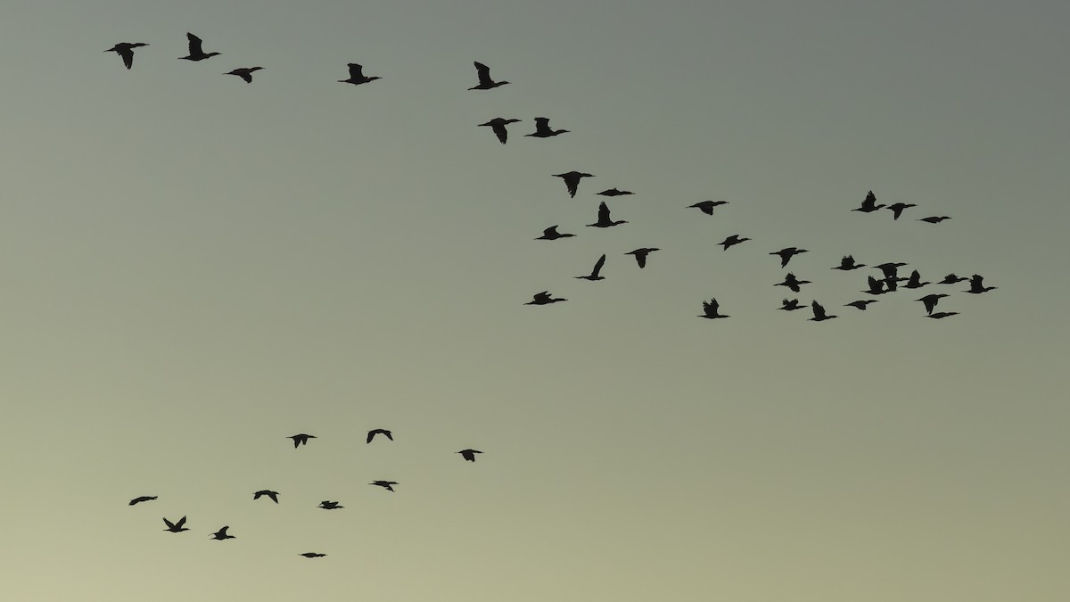 Ушастый баклан - ML646216518