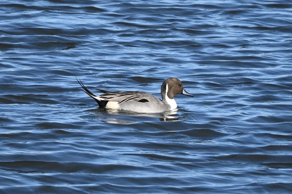 Northern Pintail - ML646216519