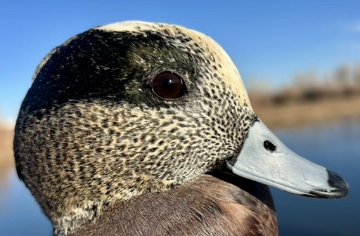 American Wigeon - ML646216529