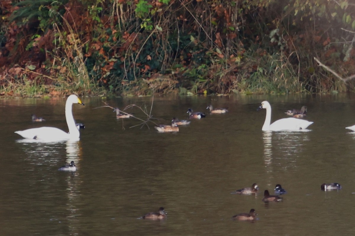 黃嘴天鵝 - ML646216532