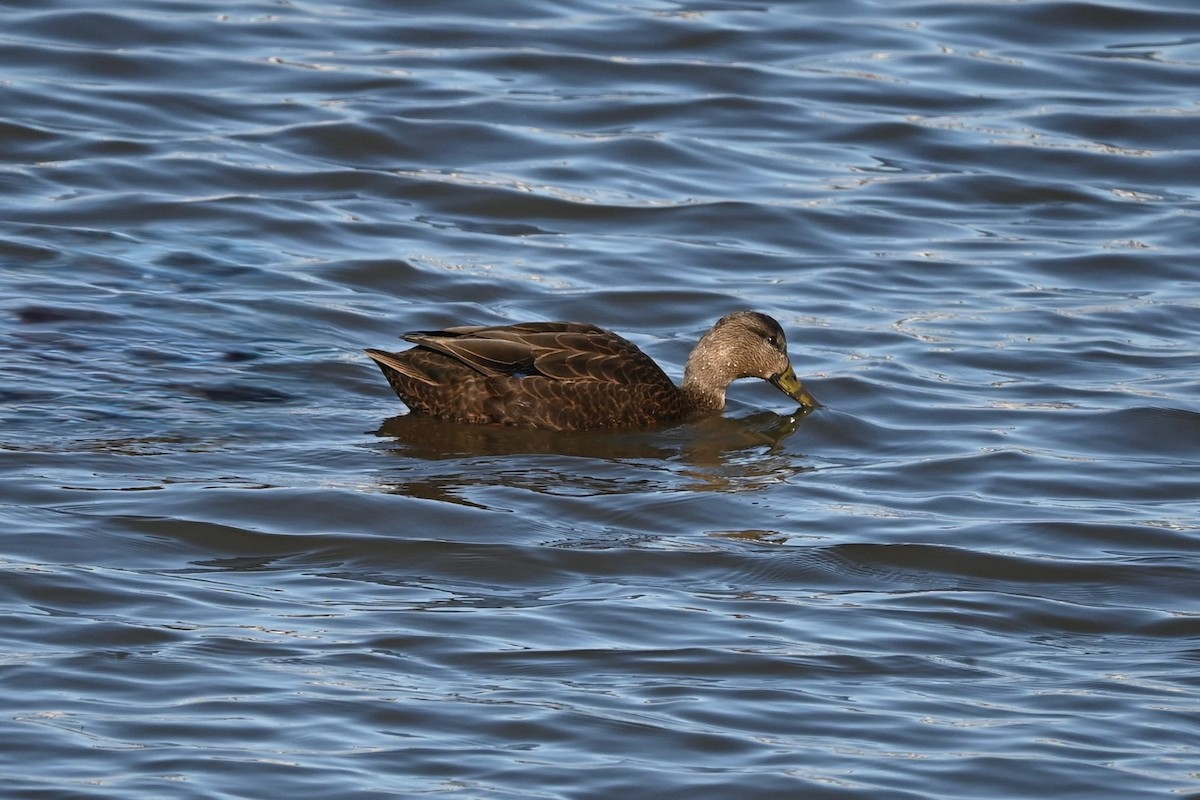 Ahate iluna - ML646216534