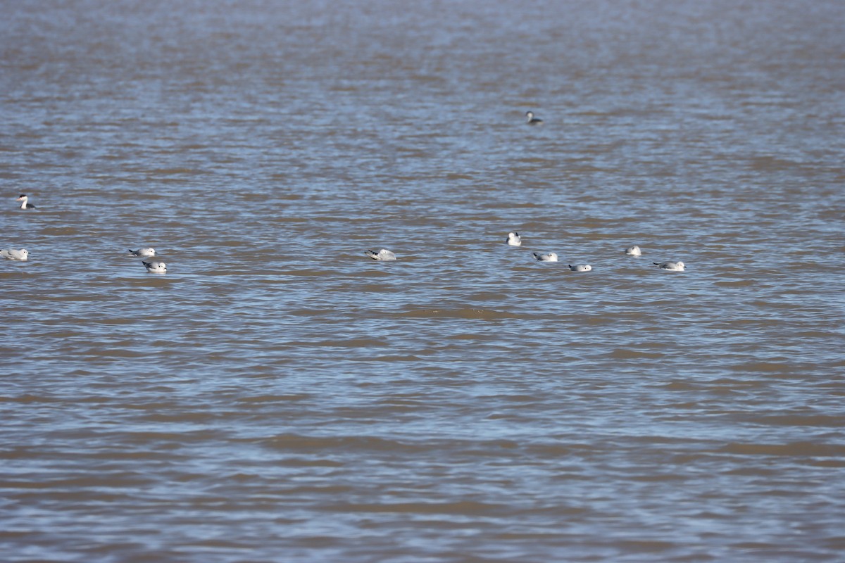 Bonaparte's Gull - ML646216535