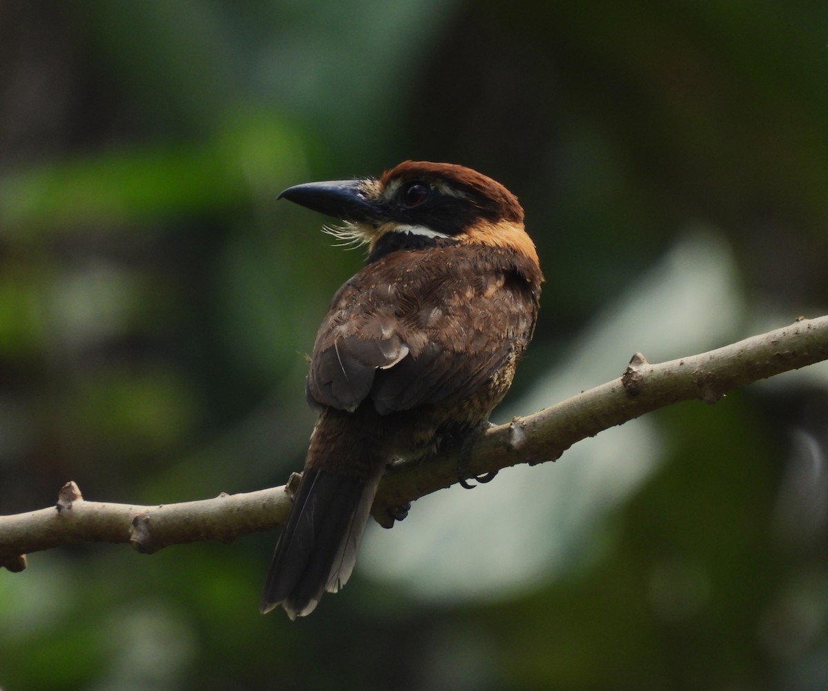 クリボウシオオガシラ - ML646216538