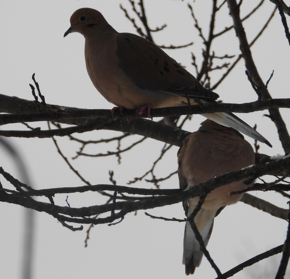 Mourning Dove - ML646216541