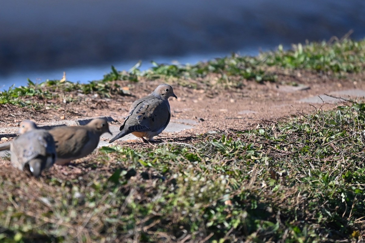 Mourning Dove - ML646216542