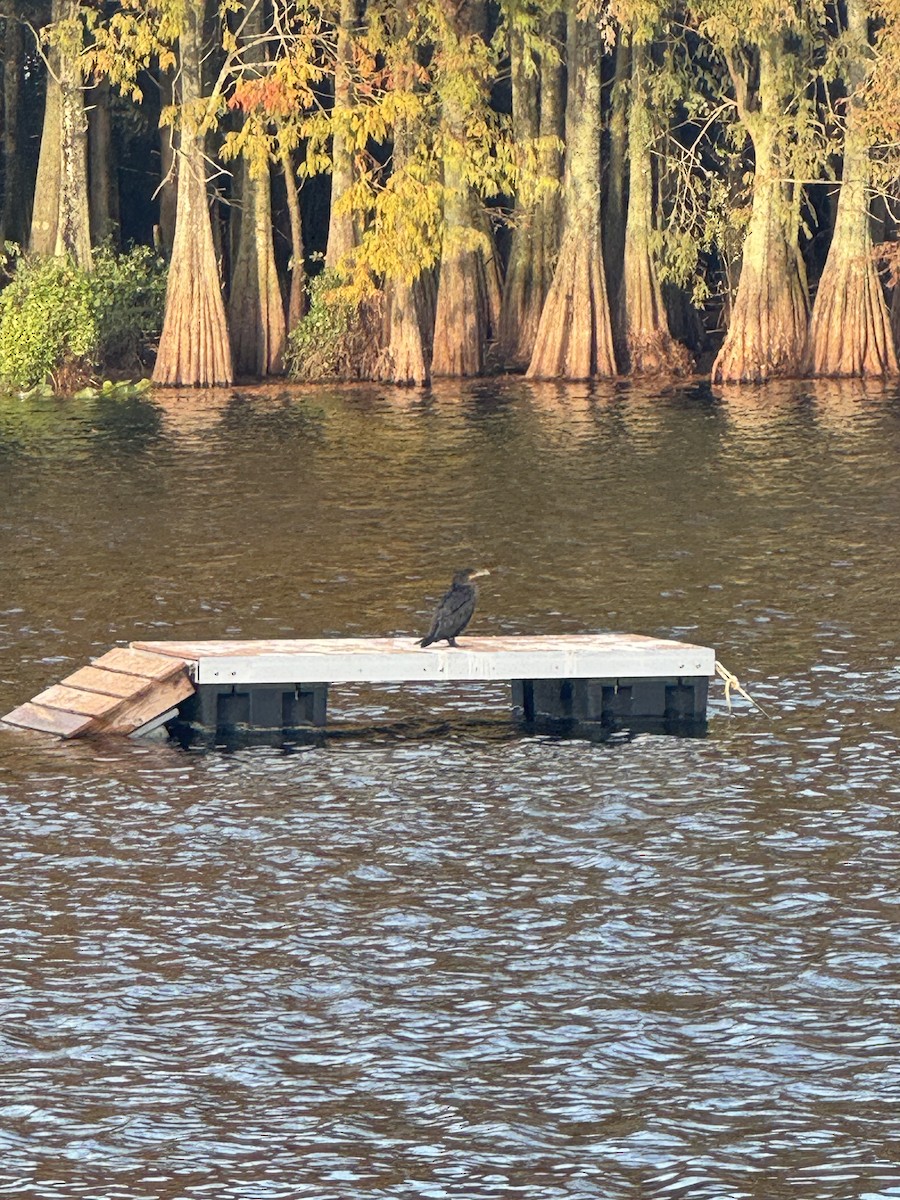 Ушастый баклан - ML646216548