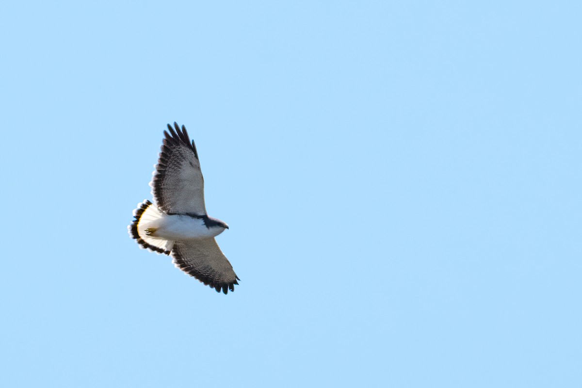 Канюк андський - ML646216549