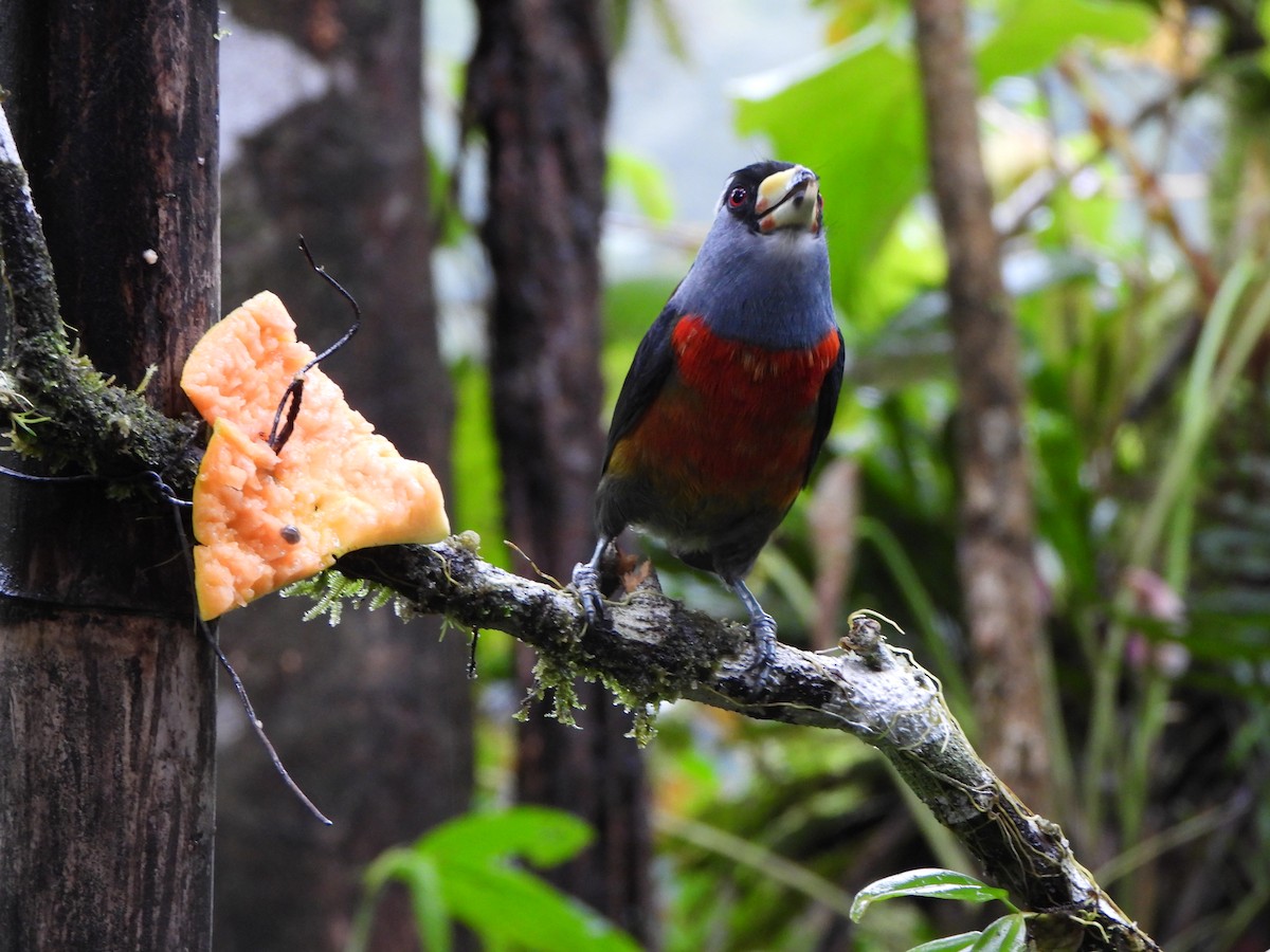 Кабезон сірощокий - ML646216550