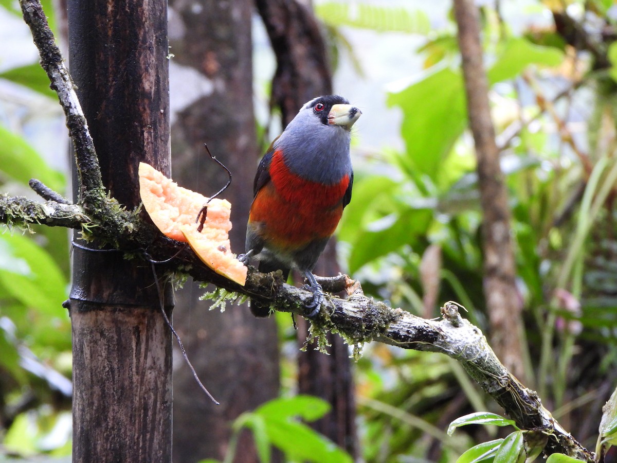 Cabezón Tucán - ML646216552