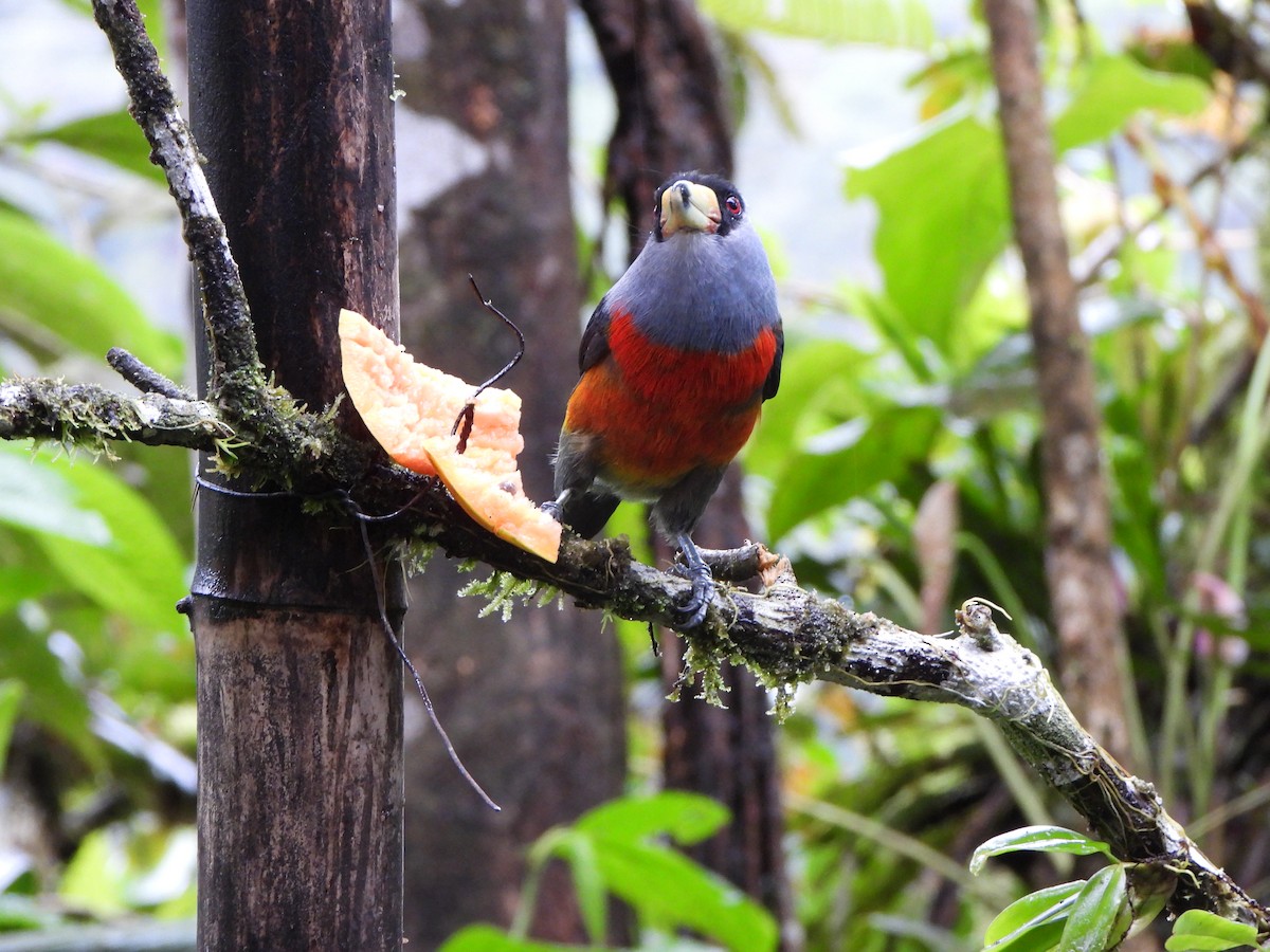 Cabezón Tucán - ML646216553