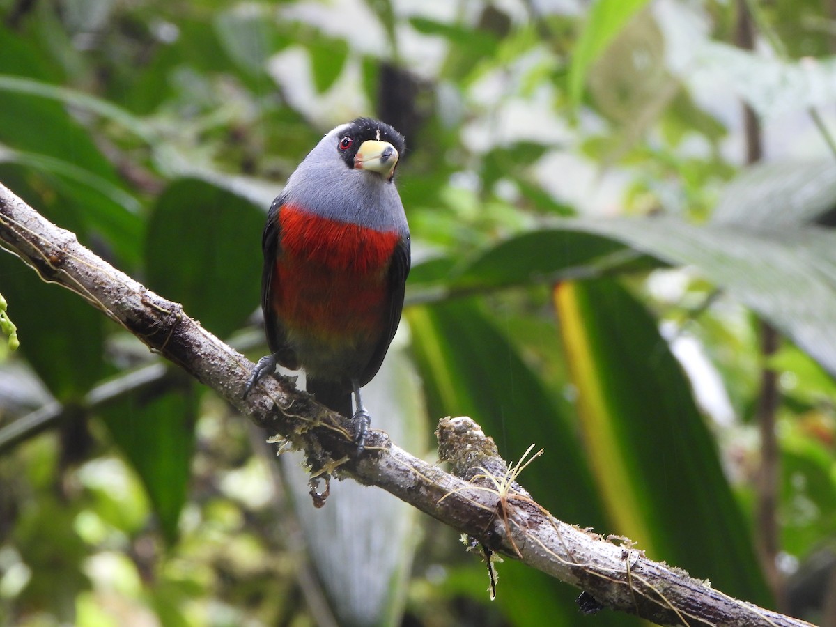 Cabezón Tucán - ML646216554