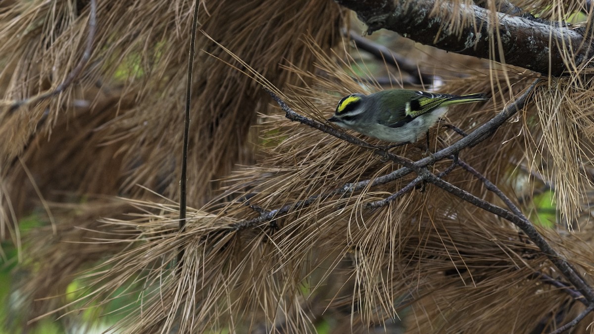 Золотомушка світлоброва - ML646216555
