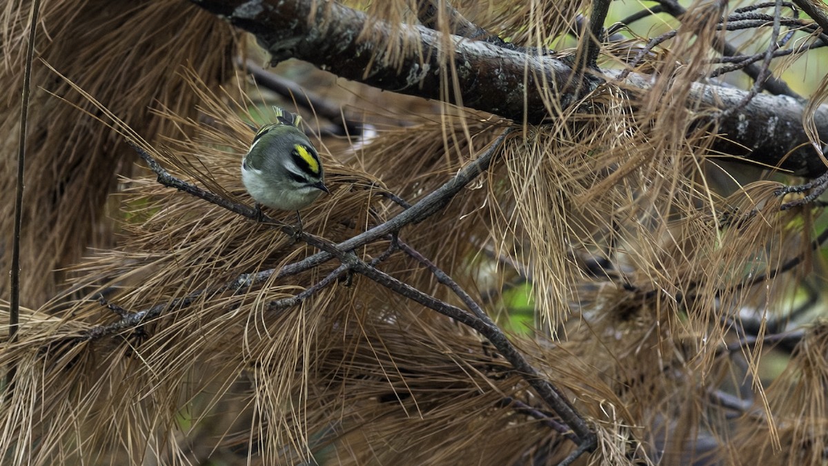 Золотомушка світлоброва - ML646216556