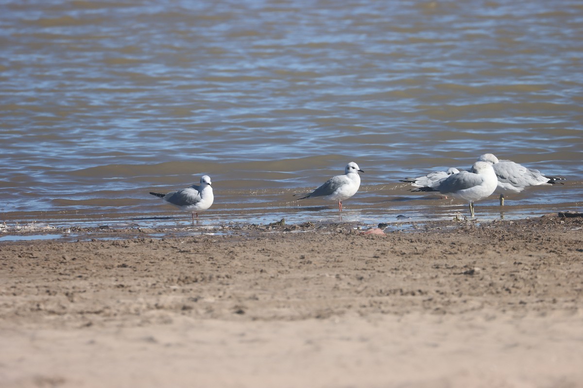 Gaviota de Bonaparte - ML646216557