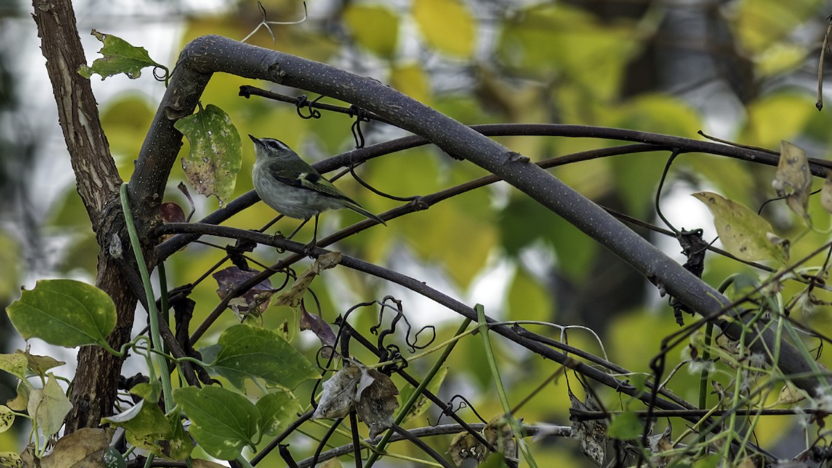 Reyezuelo Sátrapa - ML646216558