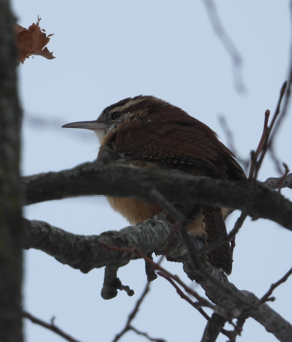 Cucarachero de Carolina - ML646216560
