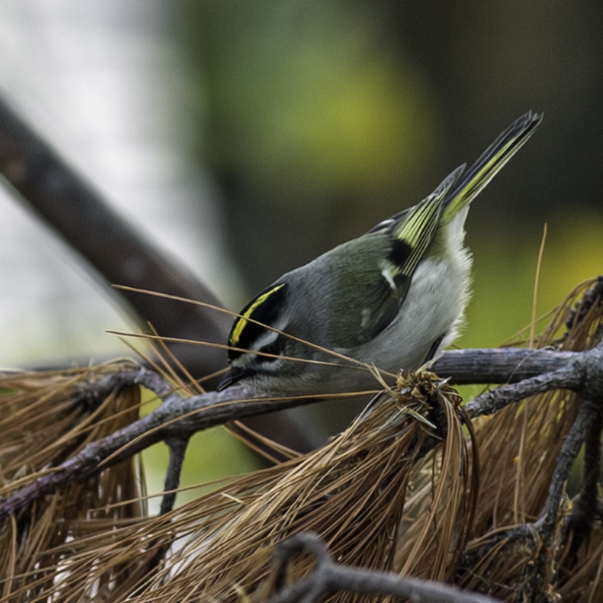 Reyezuelo Sátrapa - ML646216561