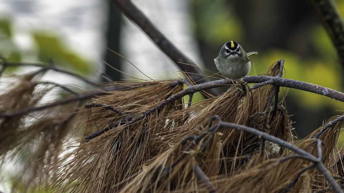 Reyezuelo Sátrapa - ML646216562