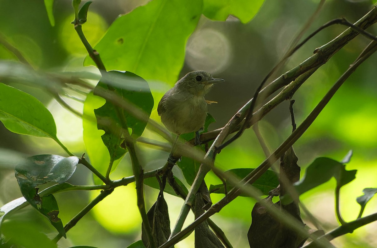 Hormiguerito Unicolor - ML646216563