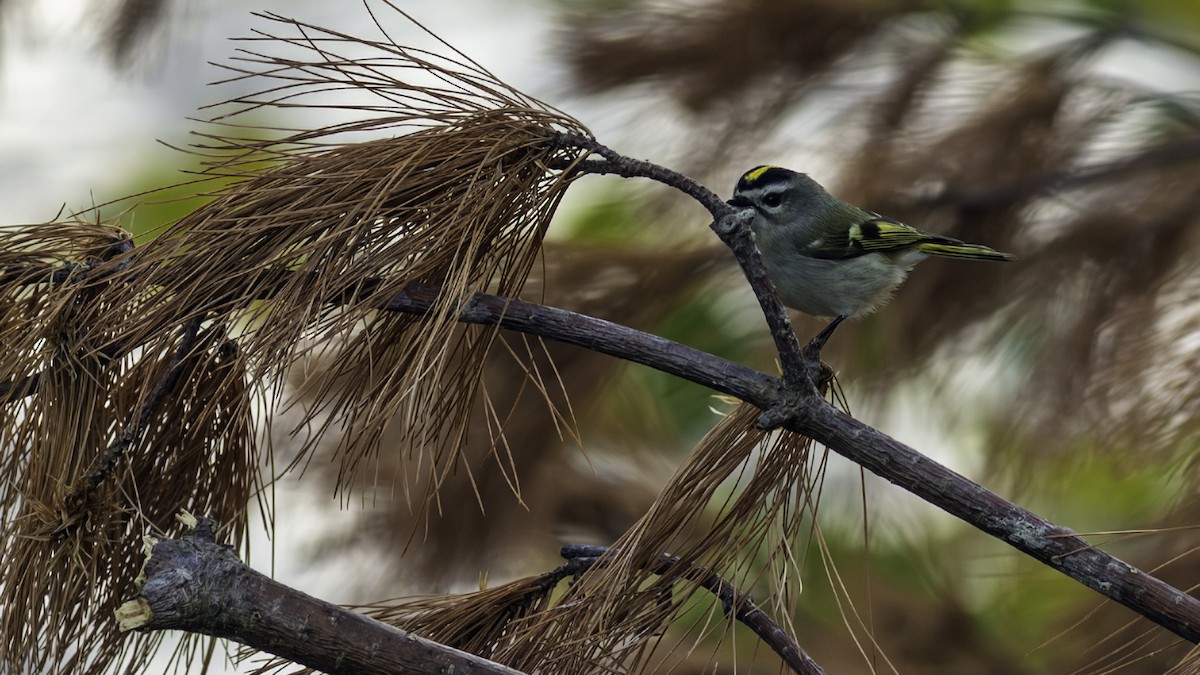 Reyezuelo Sátrapa - ML646216564