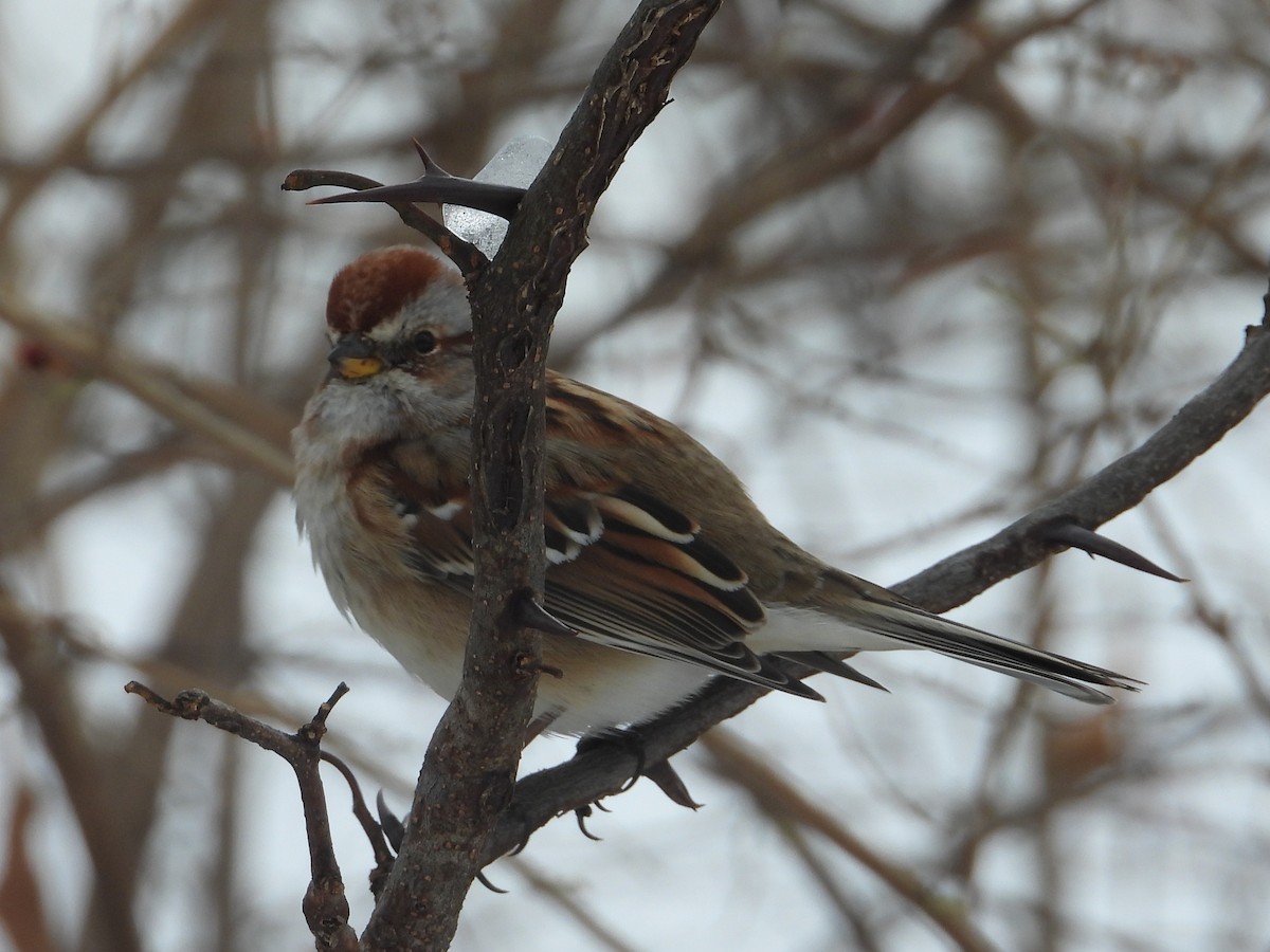 Chingolo Arbóreo - ML646216566