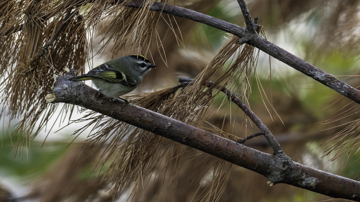 Reyezuelo Sátrapa - ML646216568