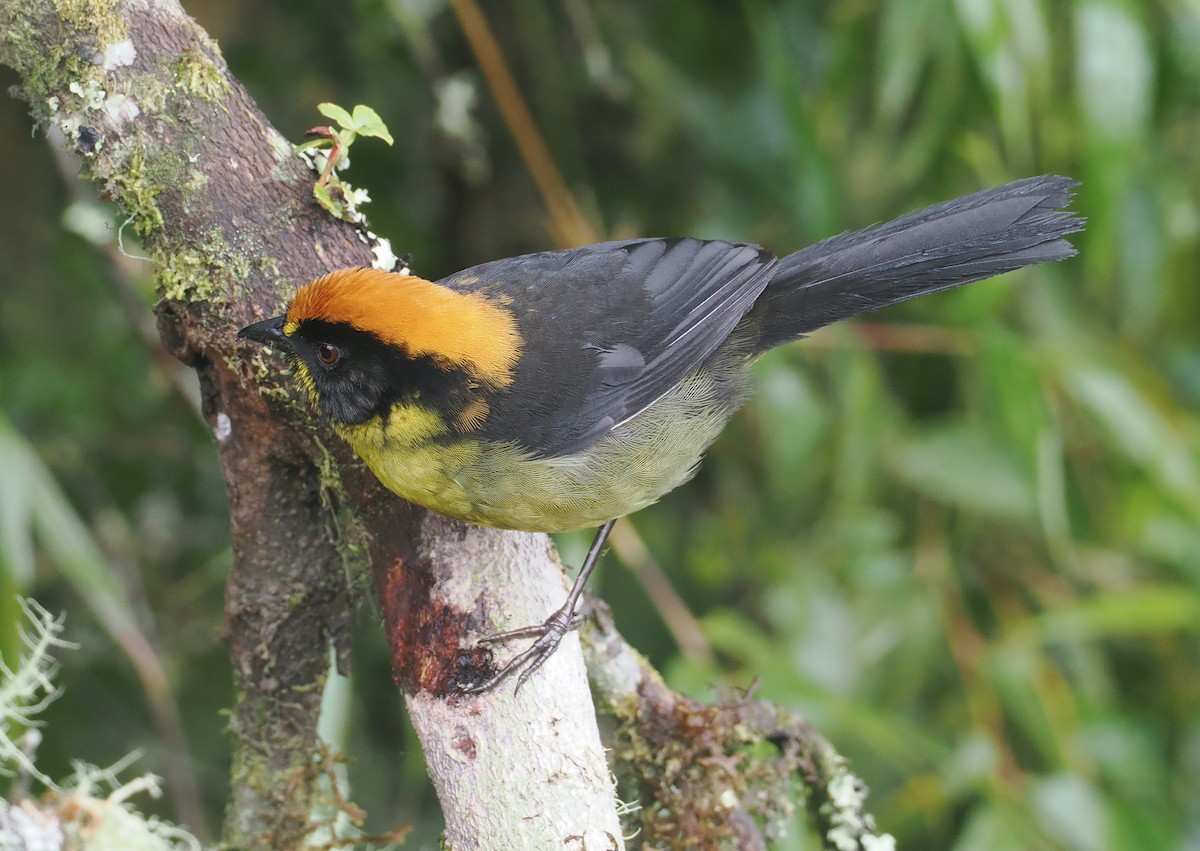 Atlapetes Nuquirrufo - ML646216569