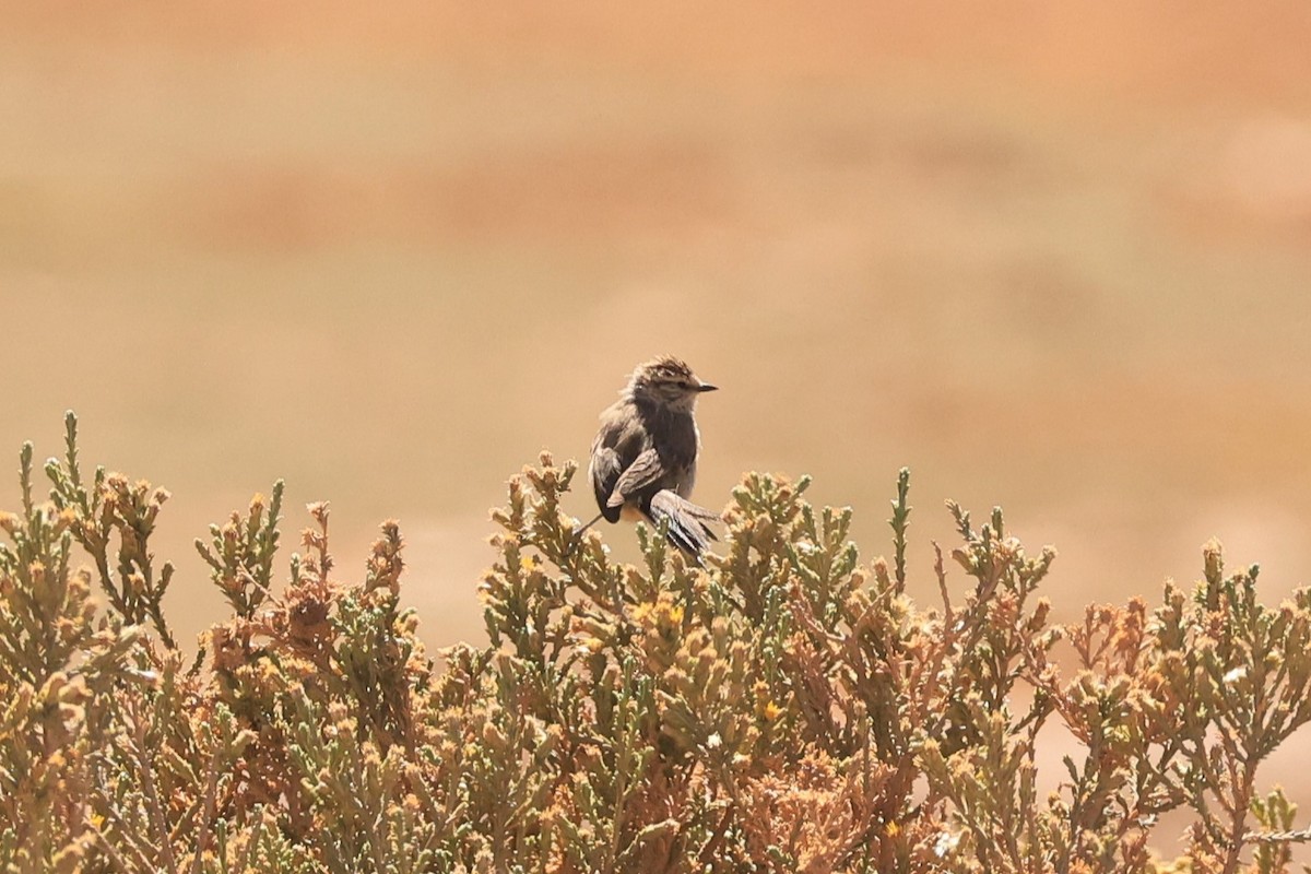 Tijeral Colinegro - ML646216571