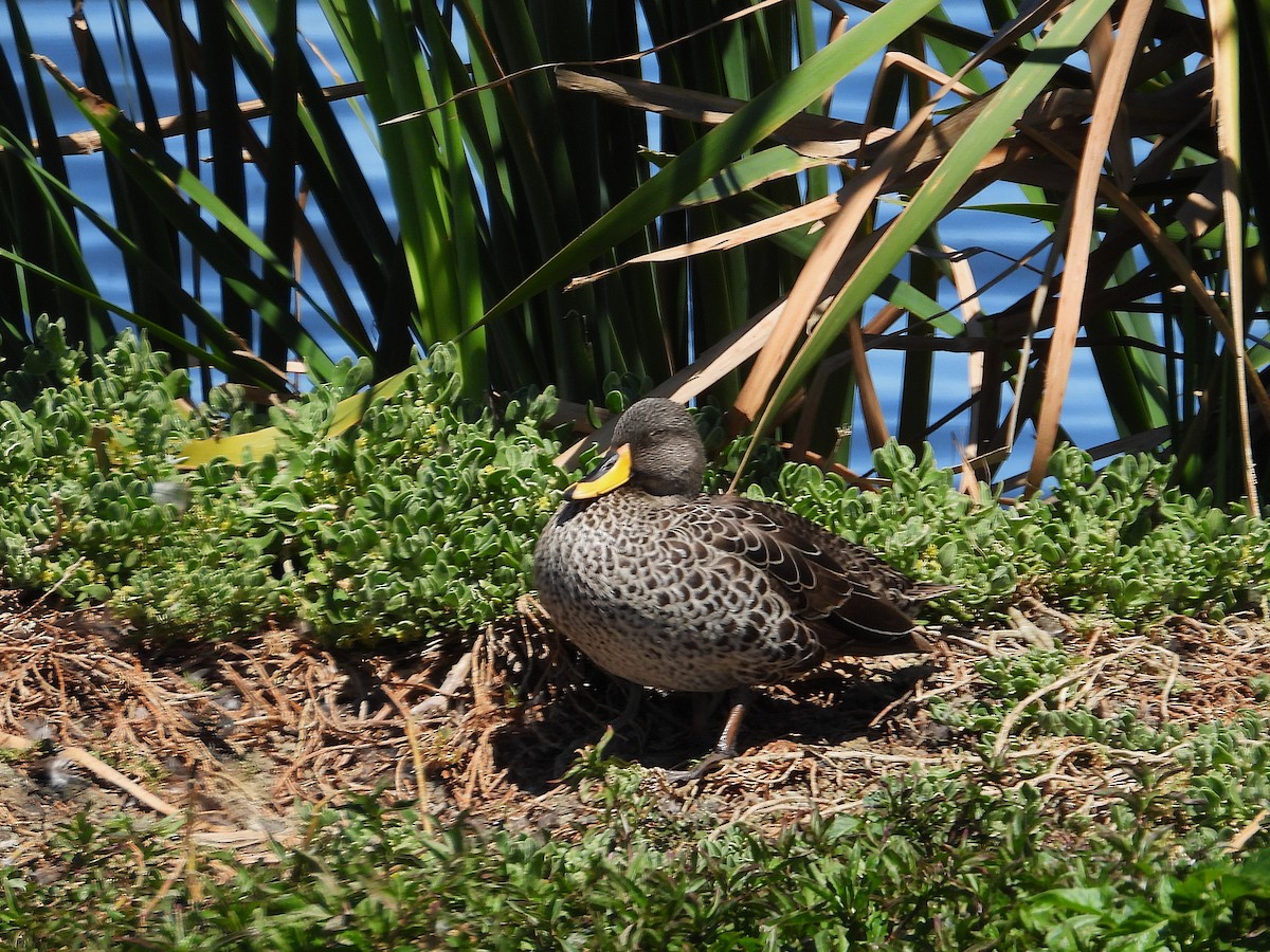 Ánade Picolimón - ML646216572