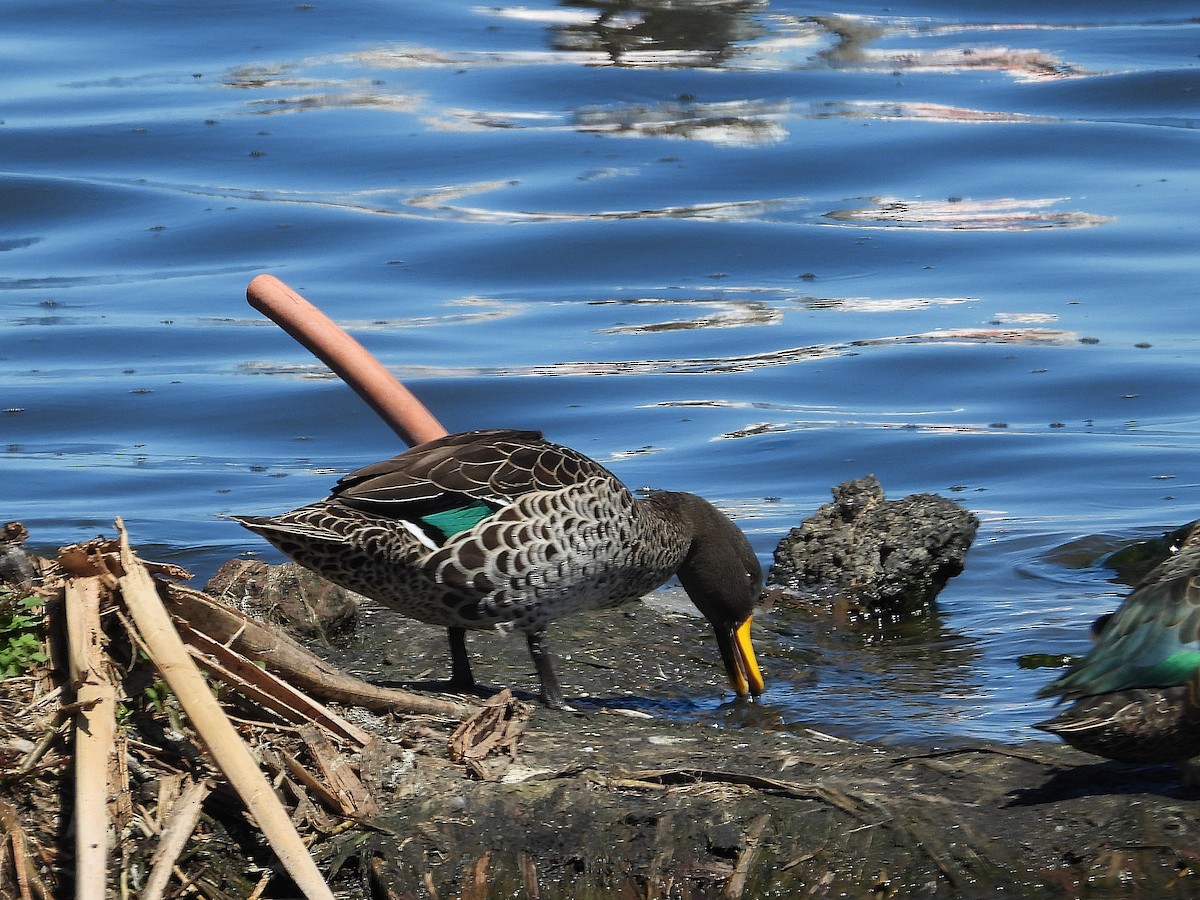 Ánade Picolimón - ML646216573