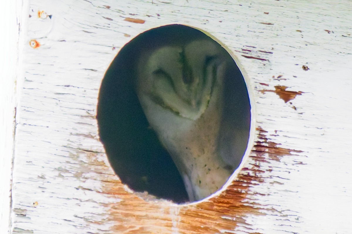 Lechuza Común Americana - ML646216574