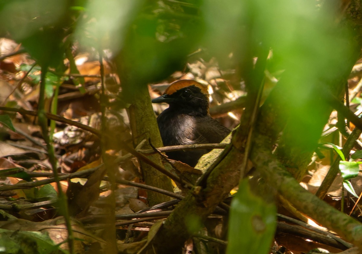 Formicario Capirrojo - ML646216575