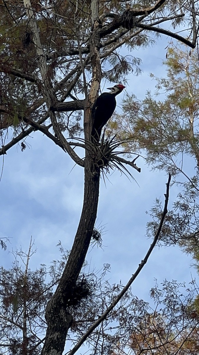 Picamaderos Norteamericano - ML646216576