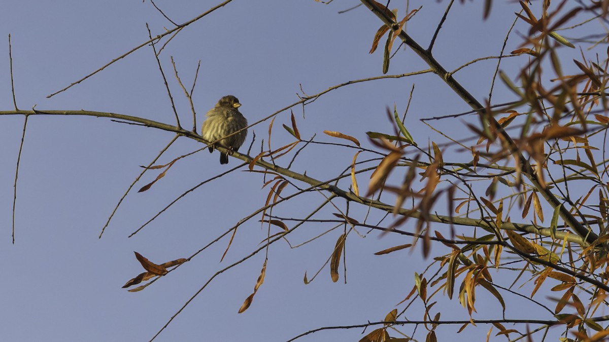 Gorrión Común - ML646216577