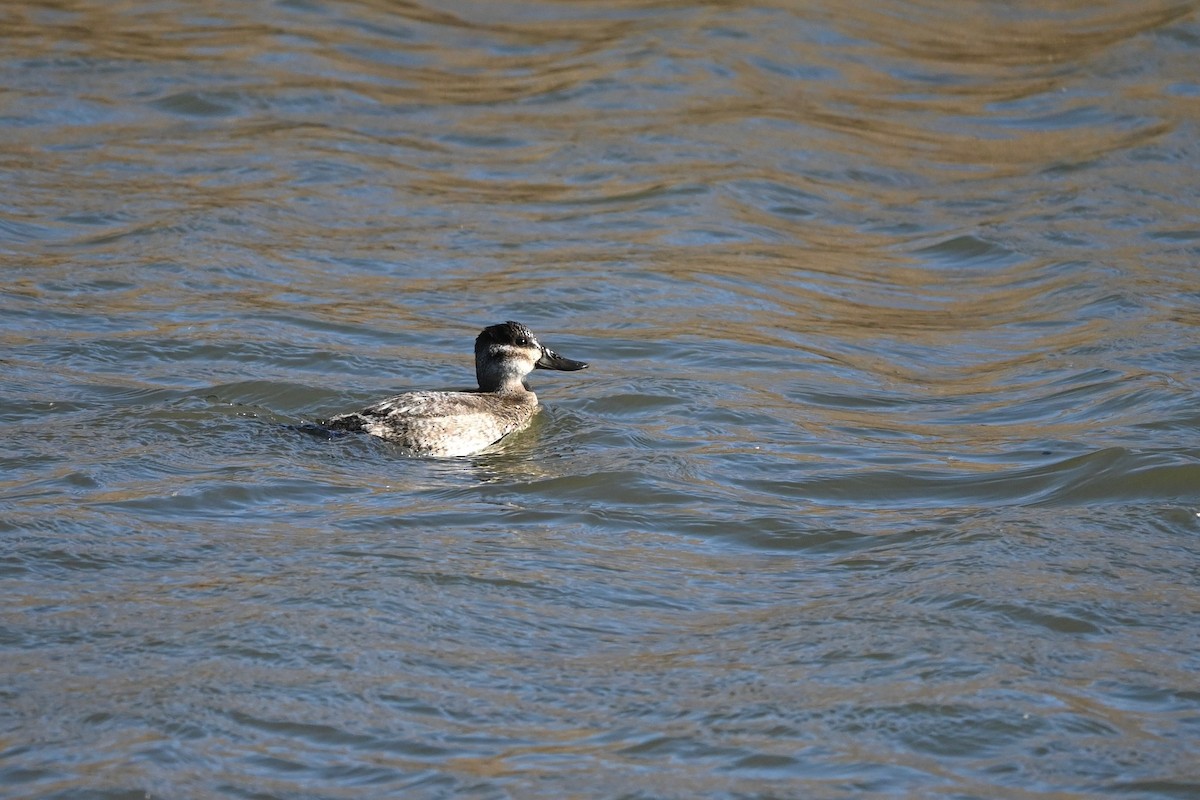 Malvasía Canela - ML646216578