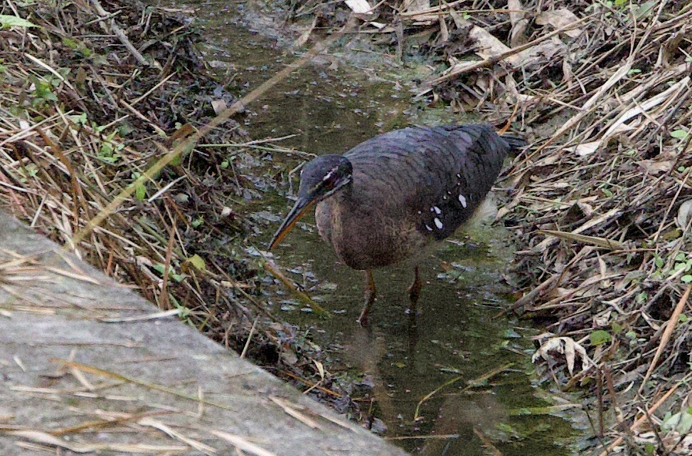 Tigana - ML646216579