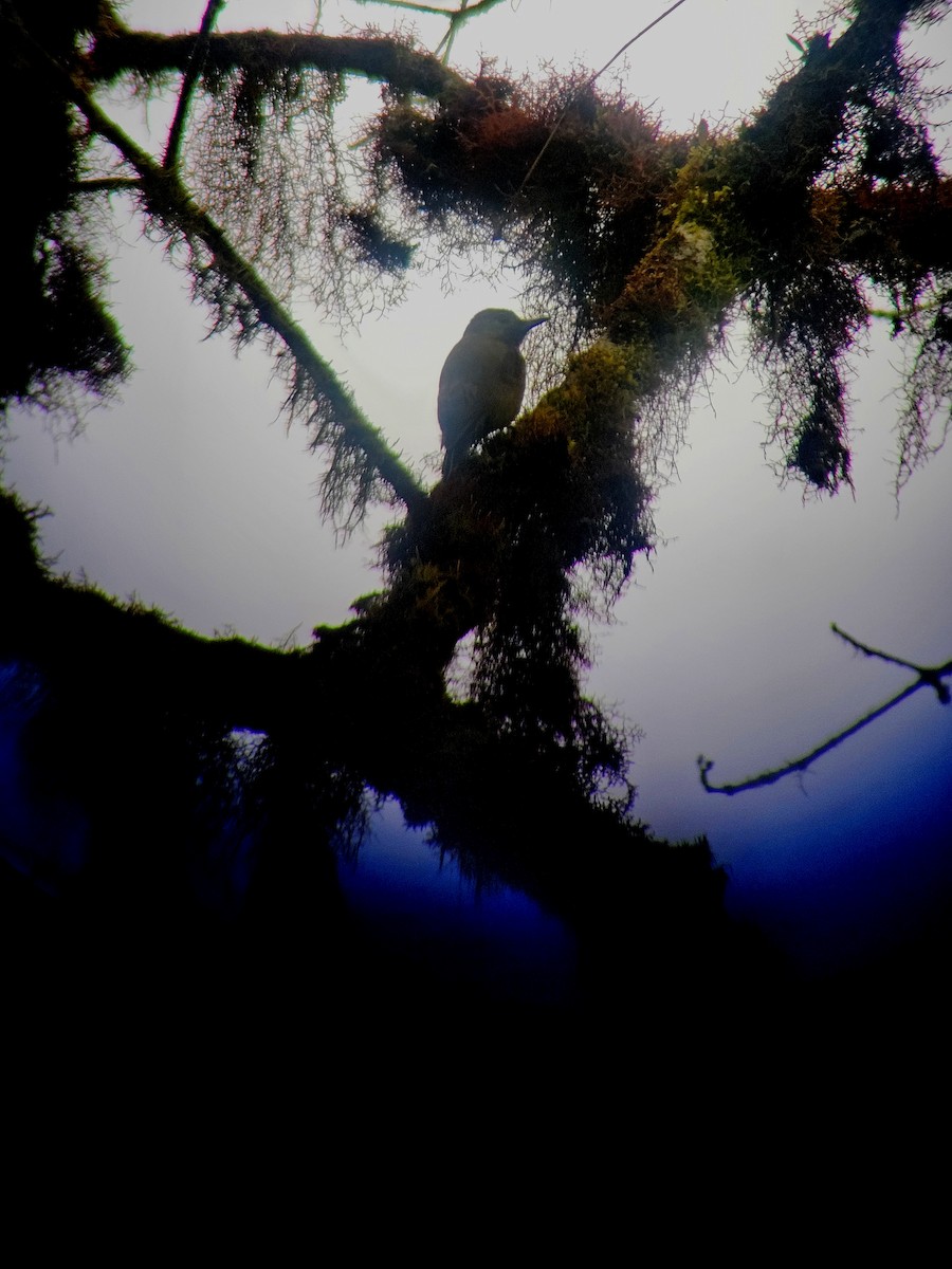 Smoky-brown Woodpecker - ML646216582